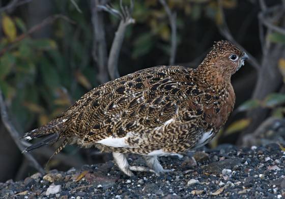 Ptarmigan Ptarmigan in Denali National Park