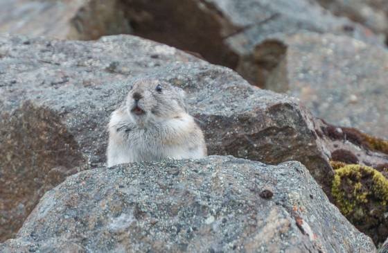 Whats Goin On Marmot in Denali National Park