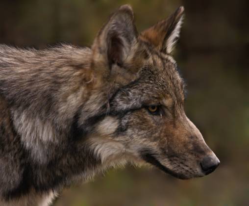 Wolf Headshot Wolf in Denali National Park