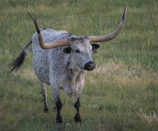 Texas Longhorn Texas Longhorn near Devils Tower