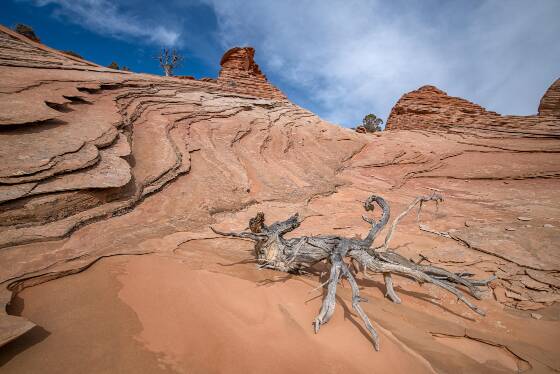 Dead Wood Sandstone slabs on West Clark Bench, Utah