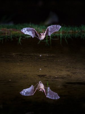 20250516Bats0017-Edit