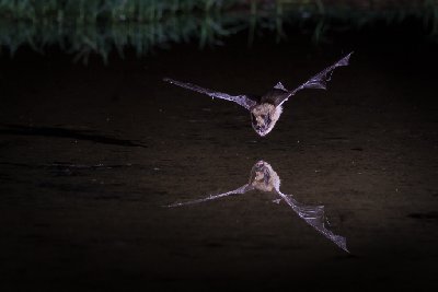 20250516Bats0018-Edit
