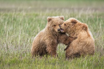 Young Cubs at Play I