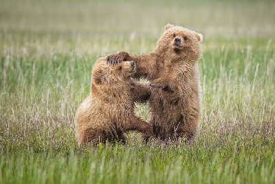 Young Cubs at Play III