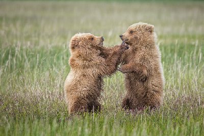 Young Cubs at Play IV