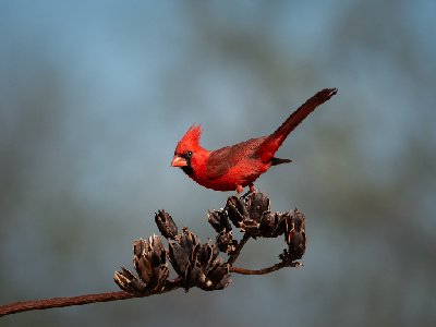 0045420250515Birds0454-Edit