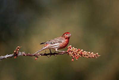 0065320250515Birds0653-Edit
