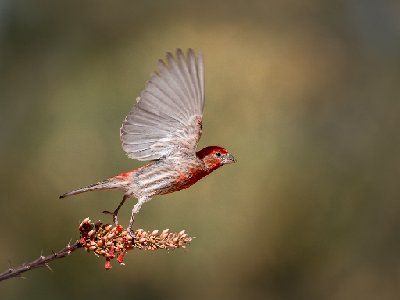 0068120250515Birds0681-Edit-2