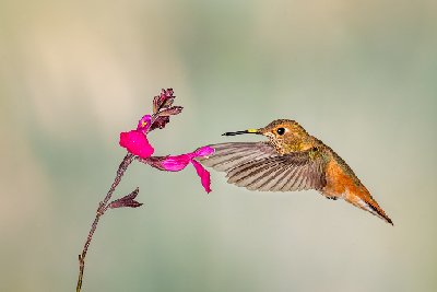 Hummingbird with Pollen