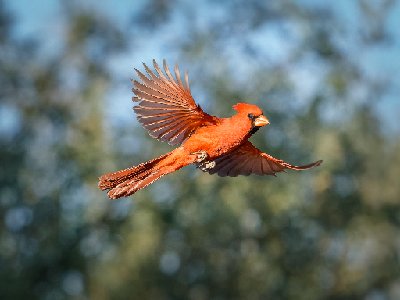 20250516Birds0595-DxO-Edit