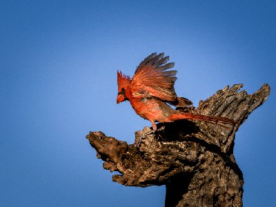 20250516Birds1087-Edit