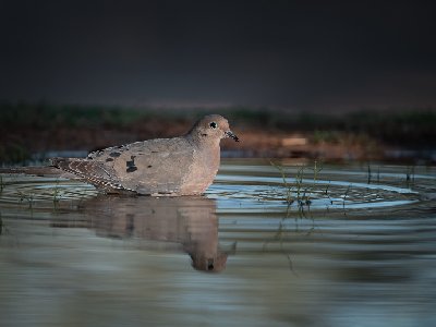 20250516Birds3848-DxO-Edit