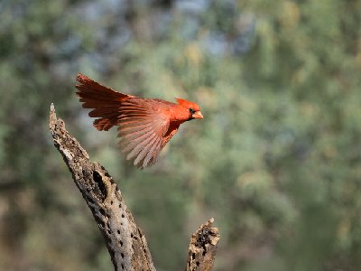 20250516Birds5194-Edit