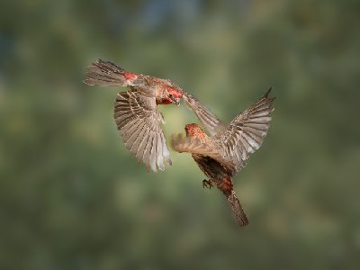 20250516Birds5934-Edit