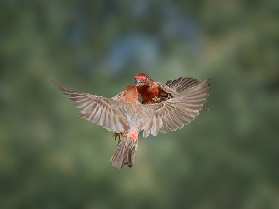 20250516Birds5936-Edit
