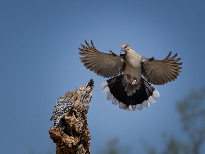 20250516Birds6610-Edit