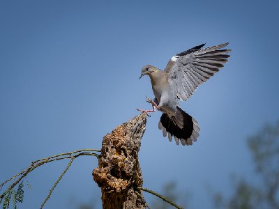 20250516Birds6620-Edit