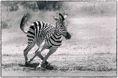 Zebra in Motion