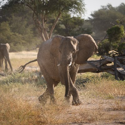 Dancing Desert Elephant