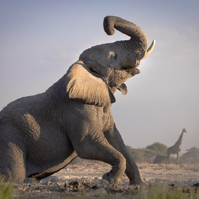 Enjoying the Water Hole