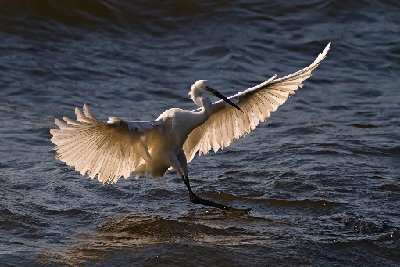 Lake Victoria Egret