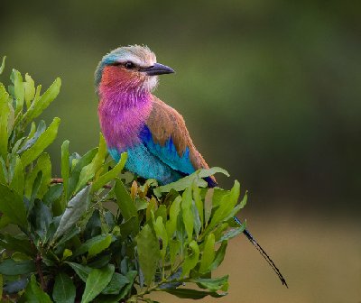 Lilac Breasted Roller 1