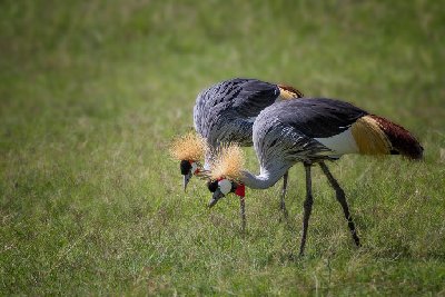Two Crowned Cranes
