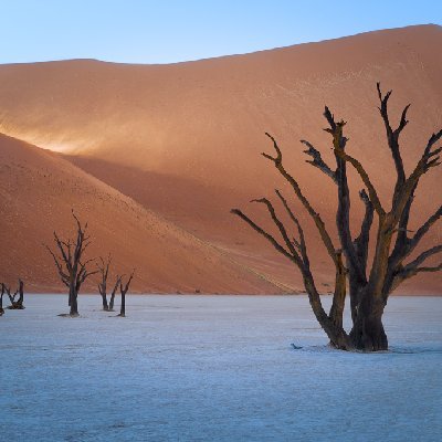 Camel Thorn Trees Deadvlei, Namibia