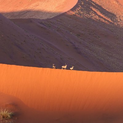 Oryx on the Dunes