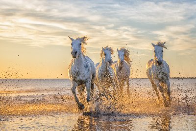 Sunrise Run White horses running in water, Camargue southern France.