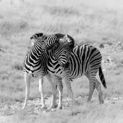 Zebra Gossip