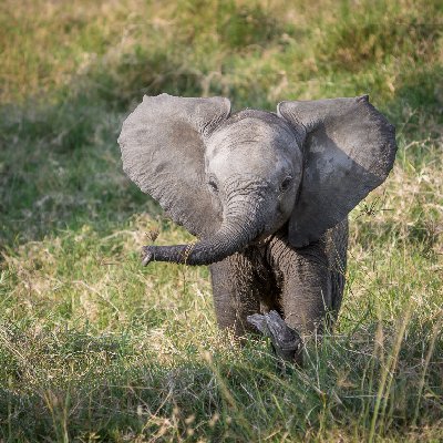Baby Elephant