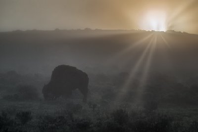 Buffalo in the mist