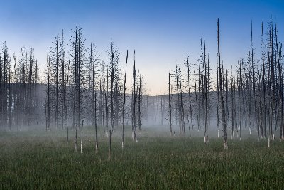 Charred Trees in the Mist