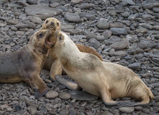 A cluster of Southern Sea Lions Southern Sea Lions at Sea Lion Beach on Bleaker Island in the Falklands.
