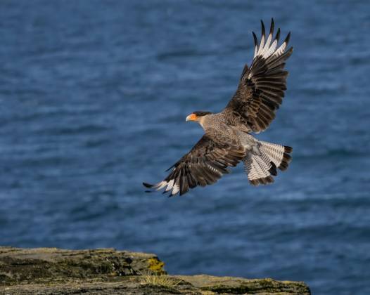 Magellanic Cormorant in Flight Magellanic Cormorant, aka Rock Shag, near Long Gulch on Bleaker Island in the Falkland Islands