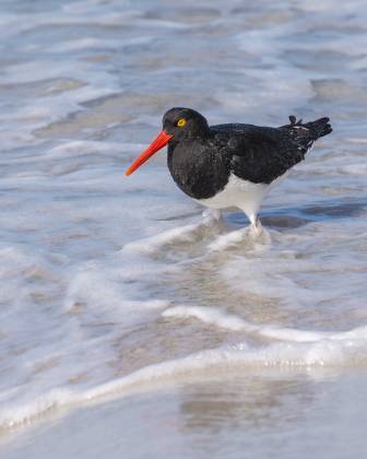 Oyster Catcher Oyster Catcher at Sandy Bay on Bleaker Island in the Falklands.
