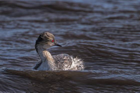Silvery Grebe on Bleaker Island Silvery Grebe at the Big Pond on Bleaker Island in the Falklands.