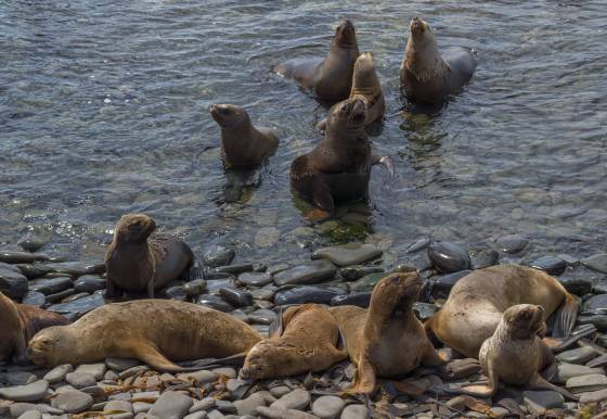 Southern Sea Lions 2 Southern Sea Lions at Sea Lion Beach on Bleaker Island in the Falklands.
