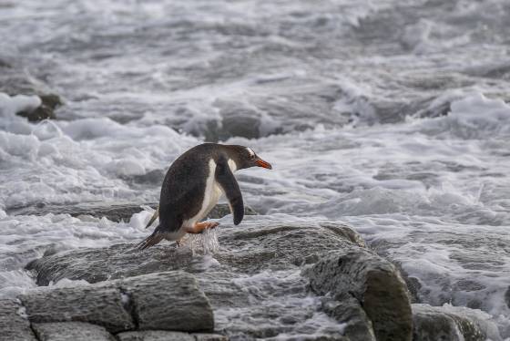 Gentoo Penguin 4 Gentoo Penguins entering the water at Sandy Beach on Bleaker Island in the Falklands