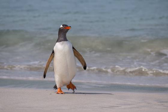 Gentoo Penguin 5 Gentoo Penguin at Sandy Beach on Bleaker Island in the Falklands