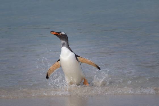 Gentoo Penguin 6 Gentoo Penguins leaving the water at Sandy Beach on Bleaker Island in the Falklands