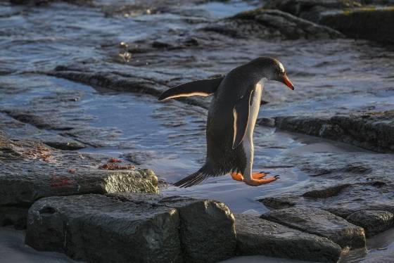 Gentoo Penguin Hopping Gentoo Penguin hopping at Sandy Beach on Bleaker Island in the Falklands