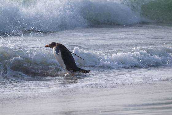 Gentoo Penguin No 3 Gentoo Penguins entering the water at Sandy Beach on Bleaker Island in the Falklands