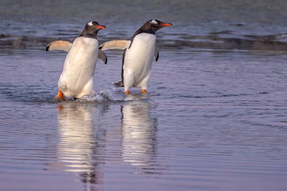 Gentoo Penguin Reflection No 2 Gentoo Penguin crossing tidal pool at Sandy Beach on Bleaker Island in the Falklands.