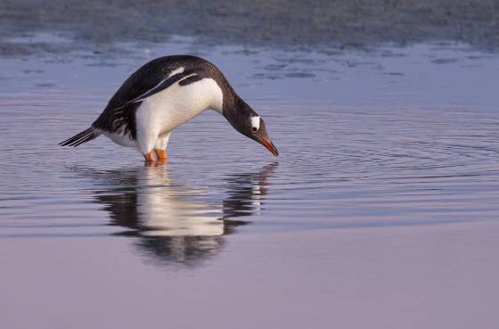 Gentoo Penguin Reflection No 3 Gentoo Penguin crossing tidal pool at Sandy Beach on Bleaker Island in the Falklands.