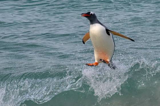 Gentoo Penguin Surfing Gentoo Penguin at Sandy Beach on Bleaker Island in the Falklands