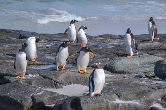 Gentoo Penguins Hanging Out Gentoo Penguins at Sandy Beach on Bleaker Island in the Falklands