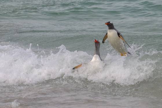 Gentoo Surfing 2 Gentoo Penguin at Sandy Beach on Bleaker Island in the Falklands